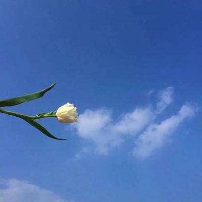 春天里的中国｜花海茶香伴古风：“春游”中国新景象